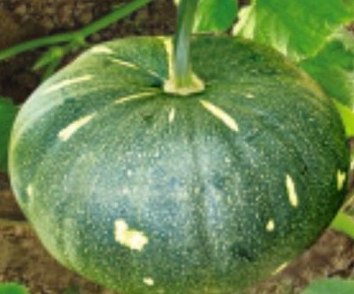 PUMPKIN