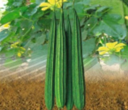 RIDGEGOURD