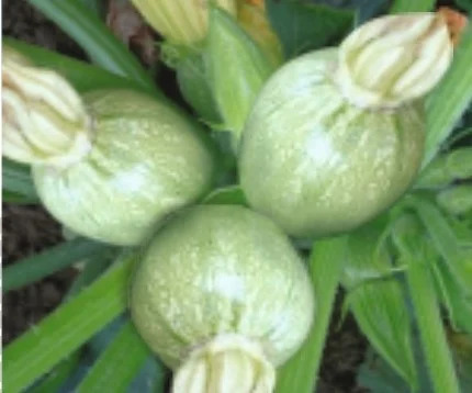 SQUASHGOURD