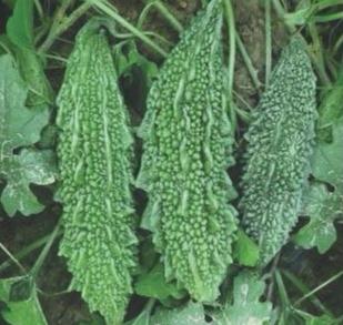 BITTERGOURD
